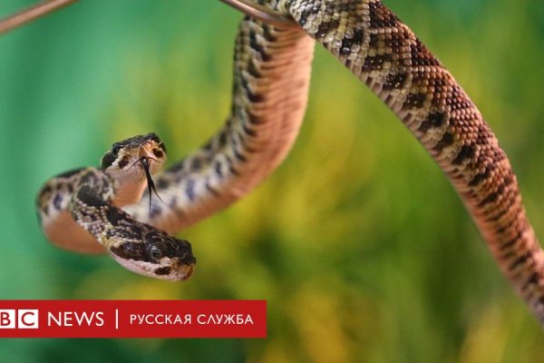 Как узнать 2fa код на блэк спрут